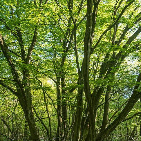 Hornbeam Trees in Sunlight Hornbeam Trees in Sunlight